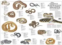 Various venomous snakes