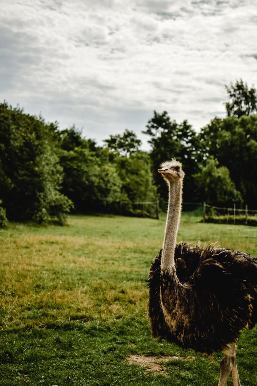 ostrich on green grass field