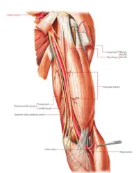 Anatomy resources for medical students