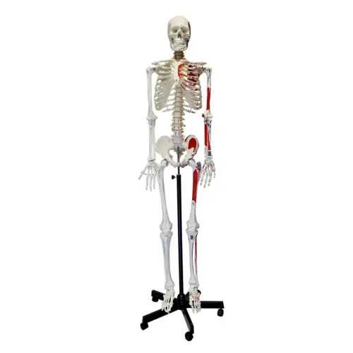 Gifts for Anatomy Lovers